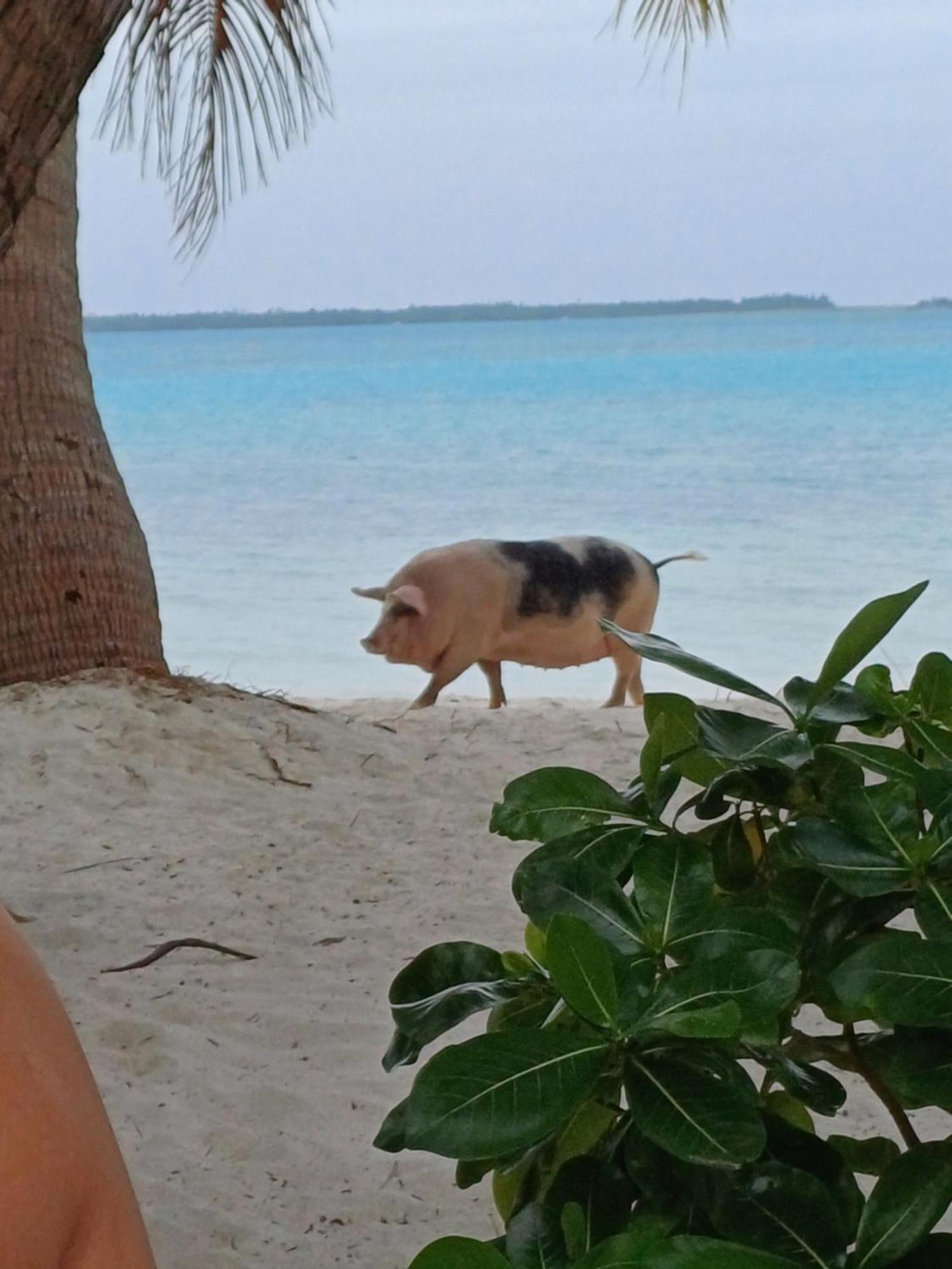 Poemanahere Island Camping A Maupiti Te-Fare-Arii Esterno foto